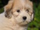 chiot coton tulear a donner