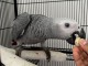 ‎Perroquet Gris du Gabon à donner