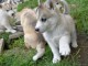 chiot husky sibérien mâle a donner 
