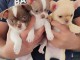adoption chiot chihuahua disponible 