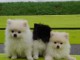 Adorable Chiots Spitz Nain