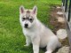 Bébé chiot husky sibérien adorable 