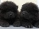 Bébé chiot chow chow disponible 
