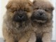 Magnifique chiot chow chow disponible 