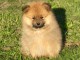 Bébé chiot spitz allemand race pure 