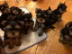 Adorable chiots YORKSHIRE à adopter 
