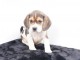chiot beagle disponible pour adoption 