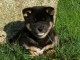 chiot Shiba inu a donner 