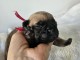 chiot bouledogue français à donner 