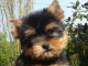 bébé chiot Yorkshire femelle 