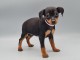 Je donne chiot pinscher nain disponible 