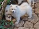 Je donne chiot samoyède disponible 