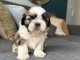 chiot Shih Tzu a donner 