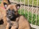 bébé chiot belge belge 