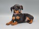 chiot pinscher nain disponible 