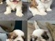 bébé chiot Shih Tzu a donner 