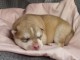 chiot husky sibérien à donner 