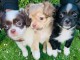 Superbes Chiots Chihuahua