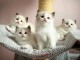 Chatons RAGDOLL pour des familles aimables 