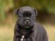 chiot type staffie disponible 