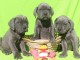 chiot Cane Corso disponible 
