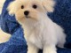 chiot bichon frisé femelle a donner 