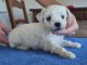 je donne chiot bichon frisé mâle 