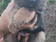 bébé chiot berger allemand disponible 
