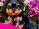 bébé chiot Yorkshire femelle 