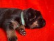 chiot berger allemand disponible 