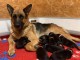 bébé chiot berger allemand disponible 