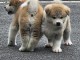 magnifique chiot Akita inu a donner 