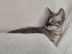 chaton Bengal disponible 