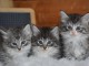 chaton norvégien a donner 