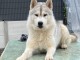 chiot husky sibérien à donner 