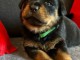 chiot rottweiler à donner 