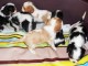 Chiots Cavalier King Charles à réserver 