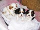 Chiots Cavalier King Charles à réserver 