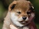 chiot Shiba inu a donner 