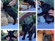 chiot bouledogue fran&ccedil;ais &agrave; donner 