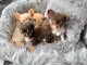 Chiots Chihuahuas à DONNER 