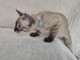 chaton Bengal mâle a donner 