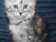 chaton maine coon disponible 