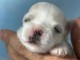 Chiot bichon frisé femelle 