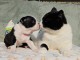 chiot boston terrier femelle a donner 