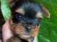 Dons chiot Yorkshire terrier femelle 