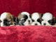 chiot Shih Tzu a donner 