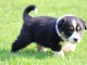 Magnifiques chiots Berger Australien &agrave; donner &lrm;