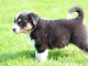 ‎Magnifiques chiots Berger Australien à donner
