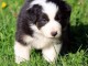 ‎Magnifiques chiots Berger Australien à donner ‎